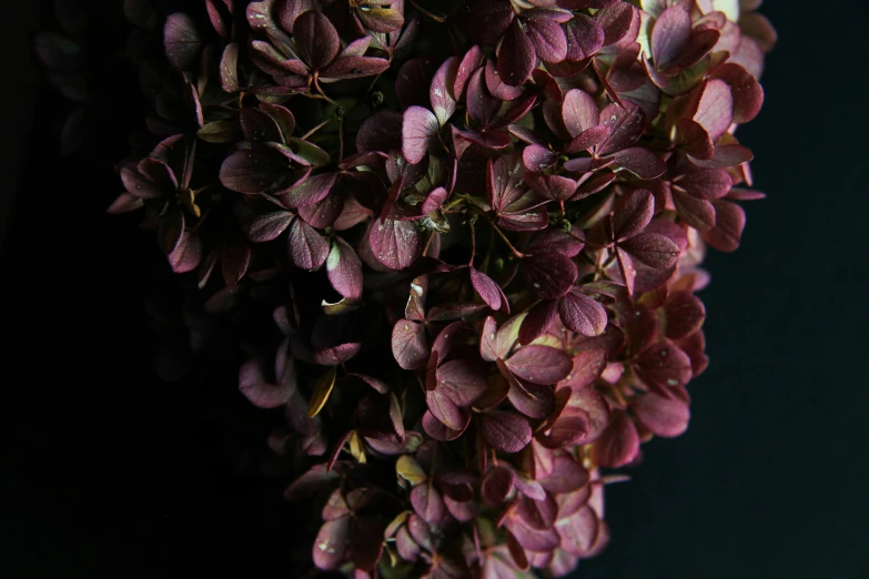 a close up of a bunch of purple flowers, pexels contest winner, hurufiyya, dried leaves, detailed product shot, hydrangea, dark