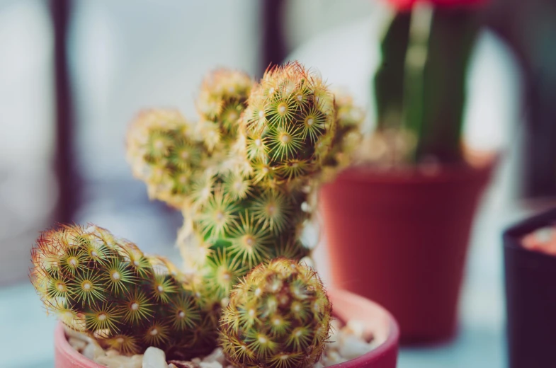 a close up of a cactus plant in a pot, pexels contest winner, warm coloured, house plants, retro effect, various sizes