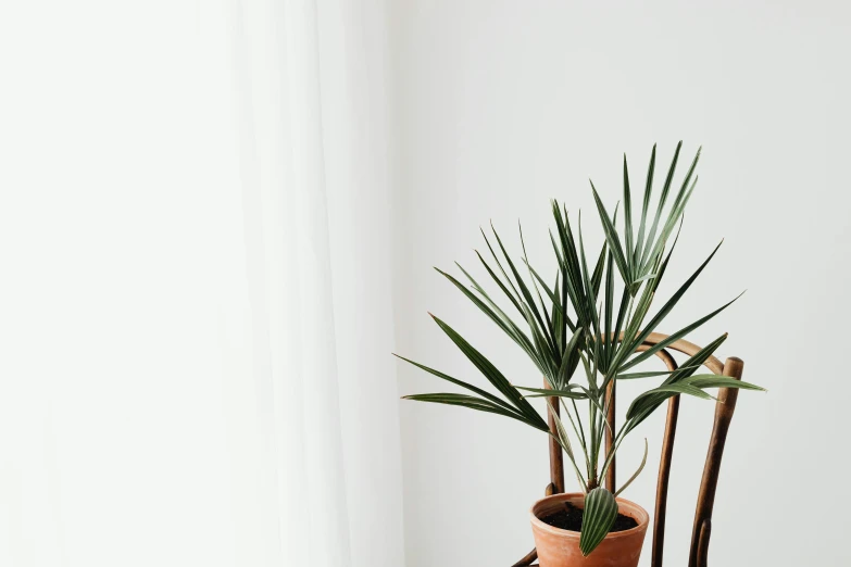 a potted plant sitting on top of a wooden chair, trending on unsplash, postminimalism, white backdrop, fan favorite, two buddies sitting in a room, palm lines