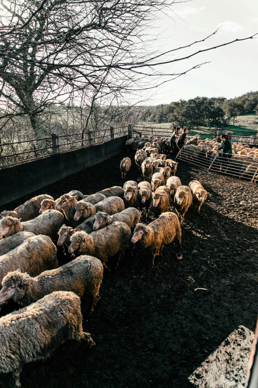 a herd of sheep standing on top of a dirt field, outside in a farm, bathed in golden light, feed troughs, liam brazier