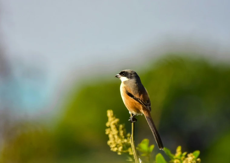 a small bird sitting on top of a plant, hurufiyya, avatar image, fan favorite, bahamas, the shrike