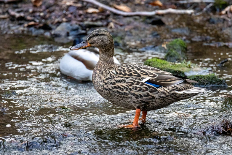 a duck that is standing in some water, standing on rocky ground, taken in 2 0 2 0, mid 2 0's female, amanda lilleston