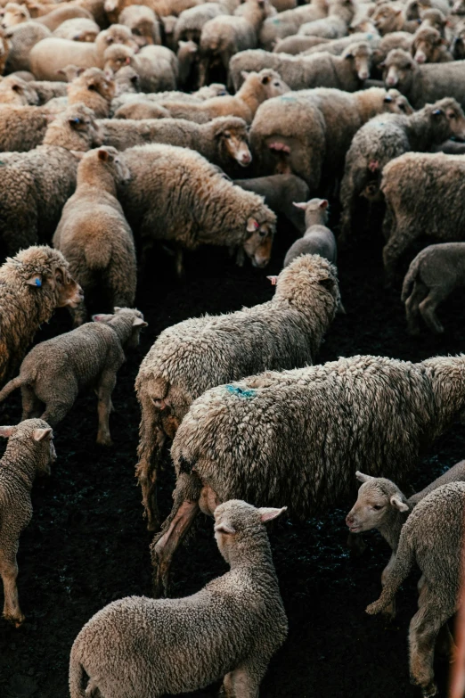 a herd of sheep standing next to each other, by Elsa Bleda, trending on unsplash, renaissance, sludge, made of wool, high angle, low quality photo