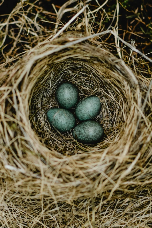 a bird nest with four eggs in it, pexels contest winner, muted green, high angle shot, composite, little