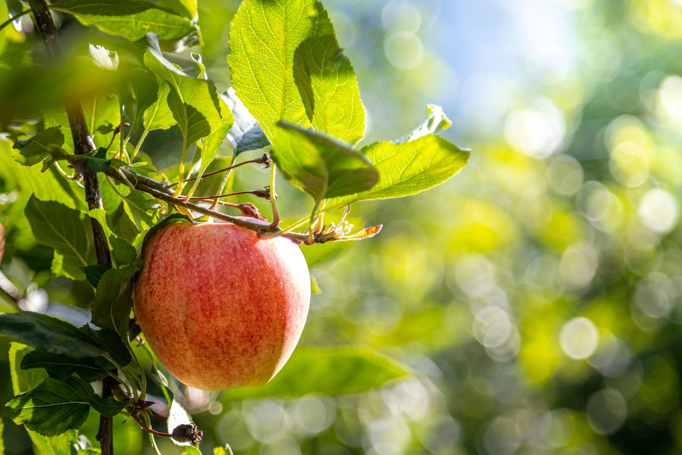 a red apple hanging from the branch of a tree, by Niko Henrichon, unsplash, renaissance, local foods, pink, 15081959 21121991 01012000 4k, sunny light