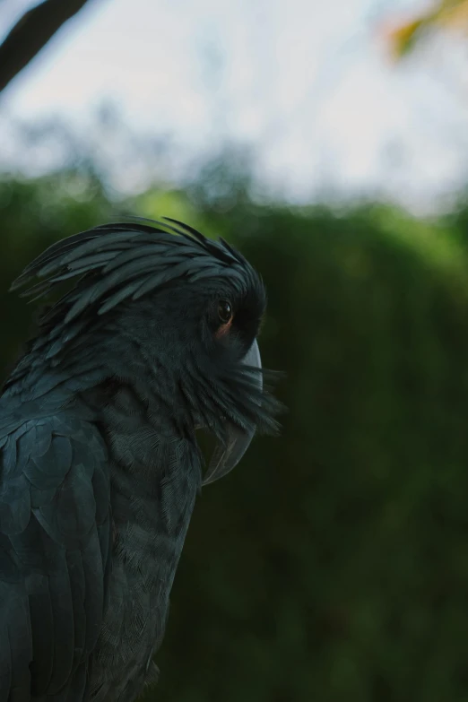 a black bird sitting on top of a tree branch, pexels contest winner, photorealism, parrot on head, cinematic 4 k, head turned, photographed on colour film