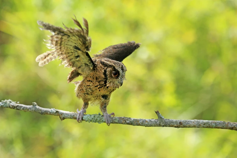 an owl sitting on top of a tree branch, by Joseph Severn, pexels contest winner, hurufiyya, dabbing, feathery wings, slide show, slightly pixelated