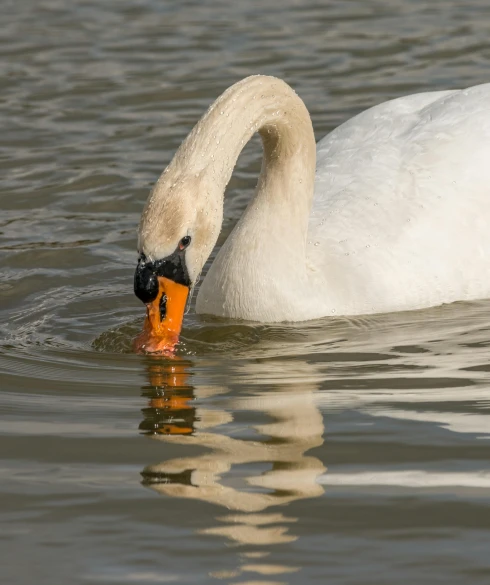 a white swan floating on top of a body of water, by Sven Erixson, pexels contest winner, having a snack, brockholes, white and orange, with a white muzzle