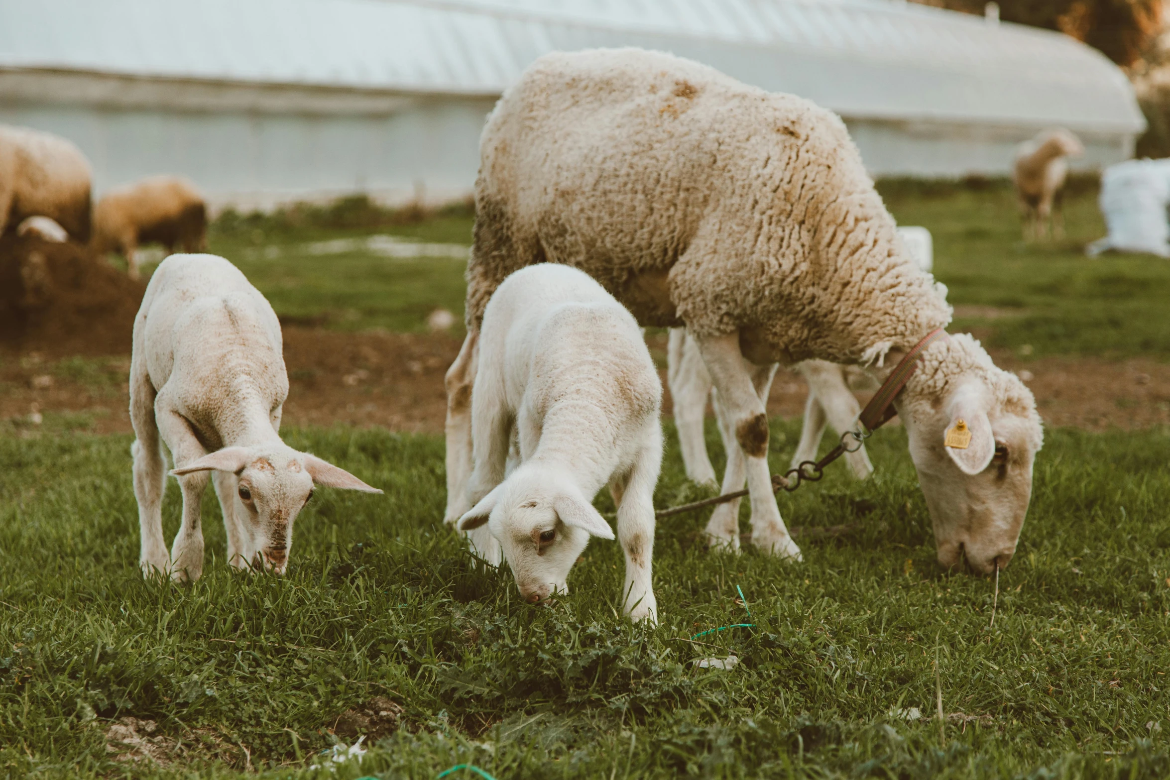 a herd of sheep grazing on a lush green field, pexels contest winner, three animals, eating outside, full body image, white