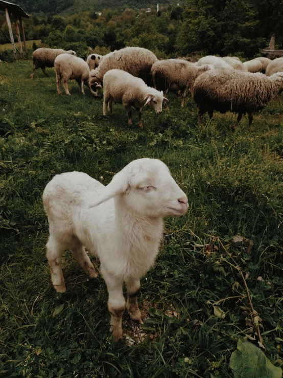 a herd of sheep standing on top of a lush green field, an album cover, inspired by Elsa Bleda, trending on unsplash, renaissance, cute and friendly eyes, bosnian, 🤠 using a 🖥, little bo peep