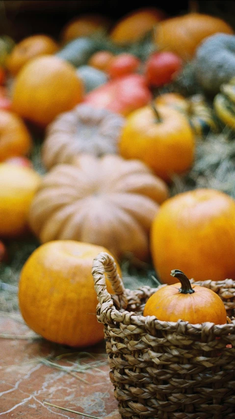 a basket filled with lots of different types of pumpkins, pexels, shot on hasselblad, photograph ”, photograph”