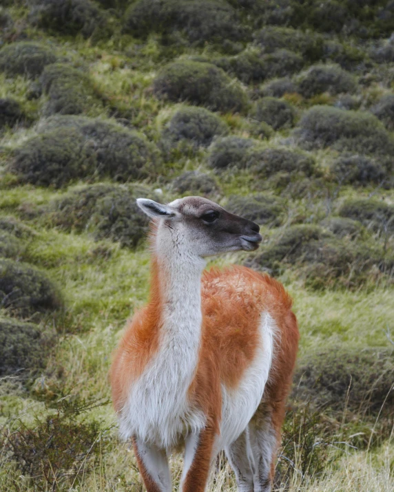 a llama standing on top of a grass covered hillside, orange fluffy belly, white neck visible, best photo