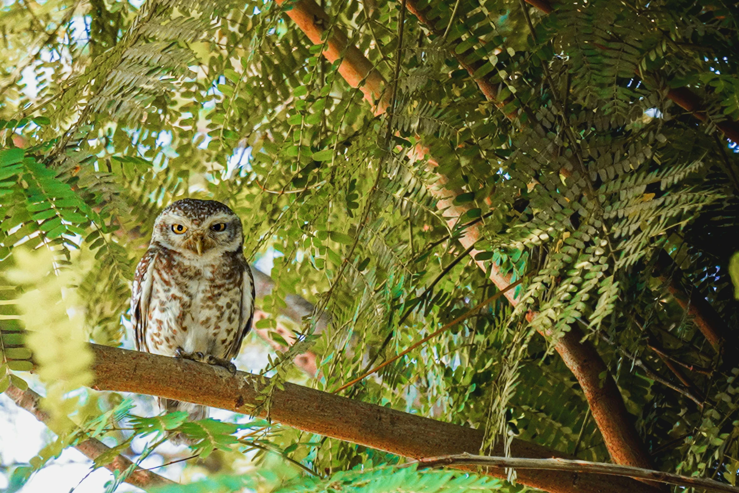 a brown and white owl sitting on top of a tree branch, pexels, hurufiyya, amongst foliage, madagascar, 🦩🪐🐞👩🏻🦳, cottage hippie naturalist