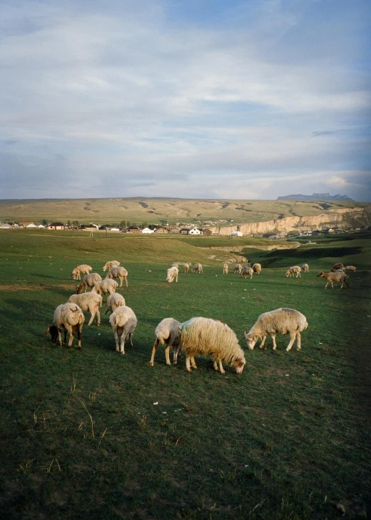 a herd of sheep grazing on a lush green field, an album cover, trending on unsplash, baroque, soviet town, kazakh, 1990s photograph, stephen shore
