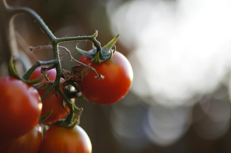 a close up of a bunch of tomatoes on a branch, by David Simpson, unsplash, with backlight, shot on sony a 7, ilustration, soft light - n 9