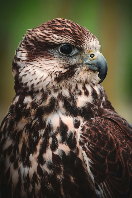 a close up of a bird of prey, a portrait, flickr, with a pointed chin, young female, over his shoulder, ultra high pixel detail