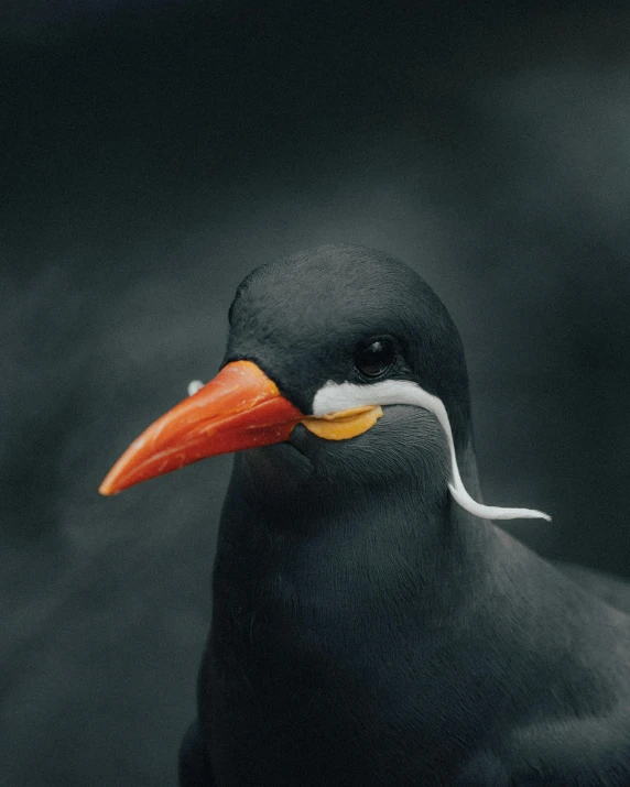 a close up of a bird with a long beak, a photorealistic painting, by Paul Bird, unsplash contest winner, nadav kander, pingu, taken in 1 9 9 7, subreddit / r / whale