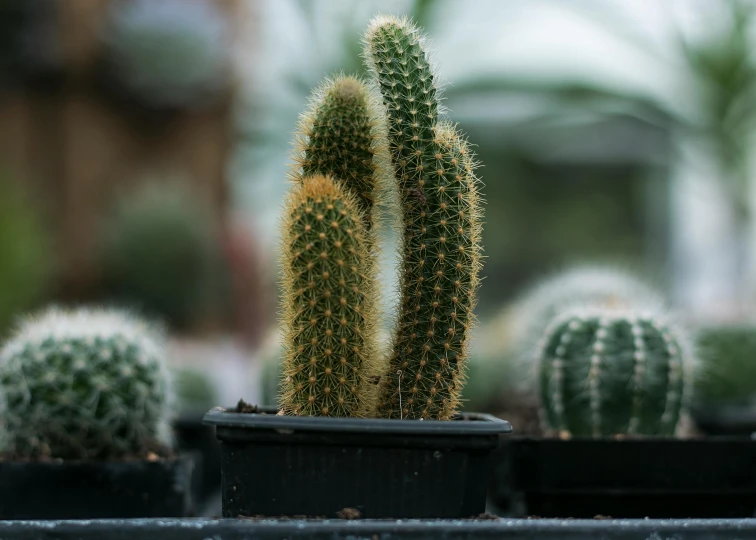 a close up of a cactus plant in a pot, various sizes, adult pair of twins, shot on sony a 7, plant armour