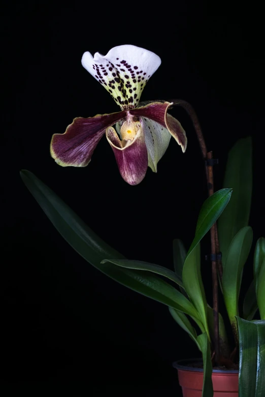 a close up of a flower in a pot, by Peter Churcher, standing with a black background, overgrown with puffy orchids, queen of the night, studio medium format photograph