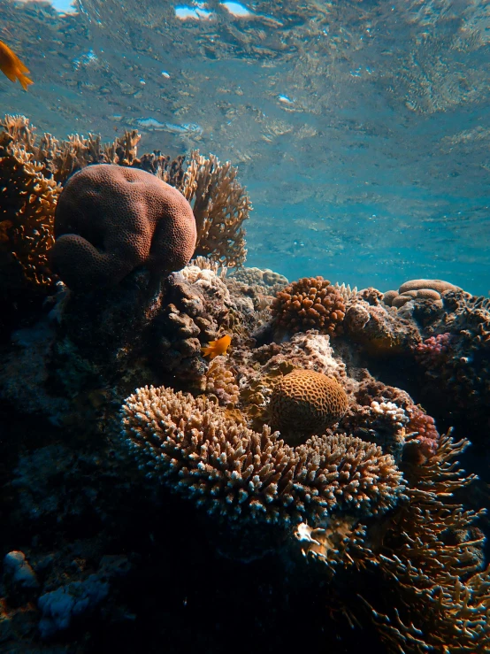 a fish that is swimming in the water, covered in coral, coral reef