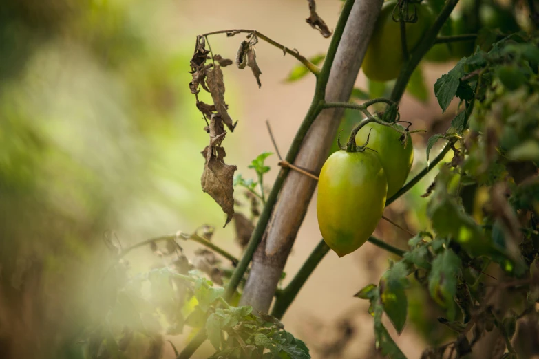 a close up of a green tomato plant, by Jan Tengnagel, unsplash, morning light showing injuries, garden with fruits on trees, slide show, faded and dusty