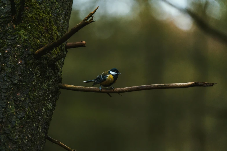 a small bird perched on a tree branch, pexels contest winner, in the wood, beautiful black blue yellow, slide show, paul barson