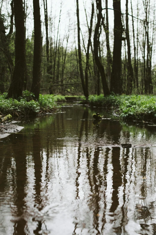 a stream running through a forest filled with trees, a picture, by Jacob Toorenvliet, unsplash, renaissance, wet reflective ground, low quality photo, spring evening, concert