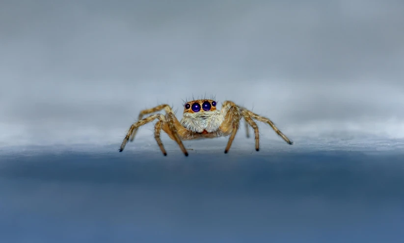 a close up of a spider on a surface, by Adam Marczyński, pexels contest winner, silver eyes full body, highly detailed and colored, young male, water eyes