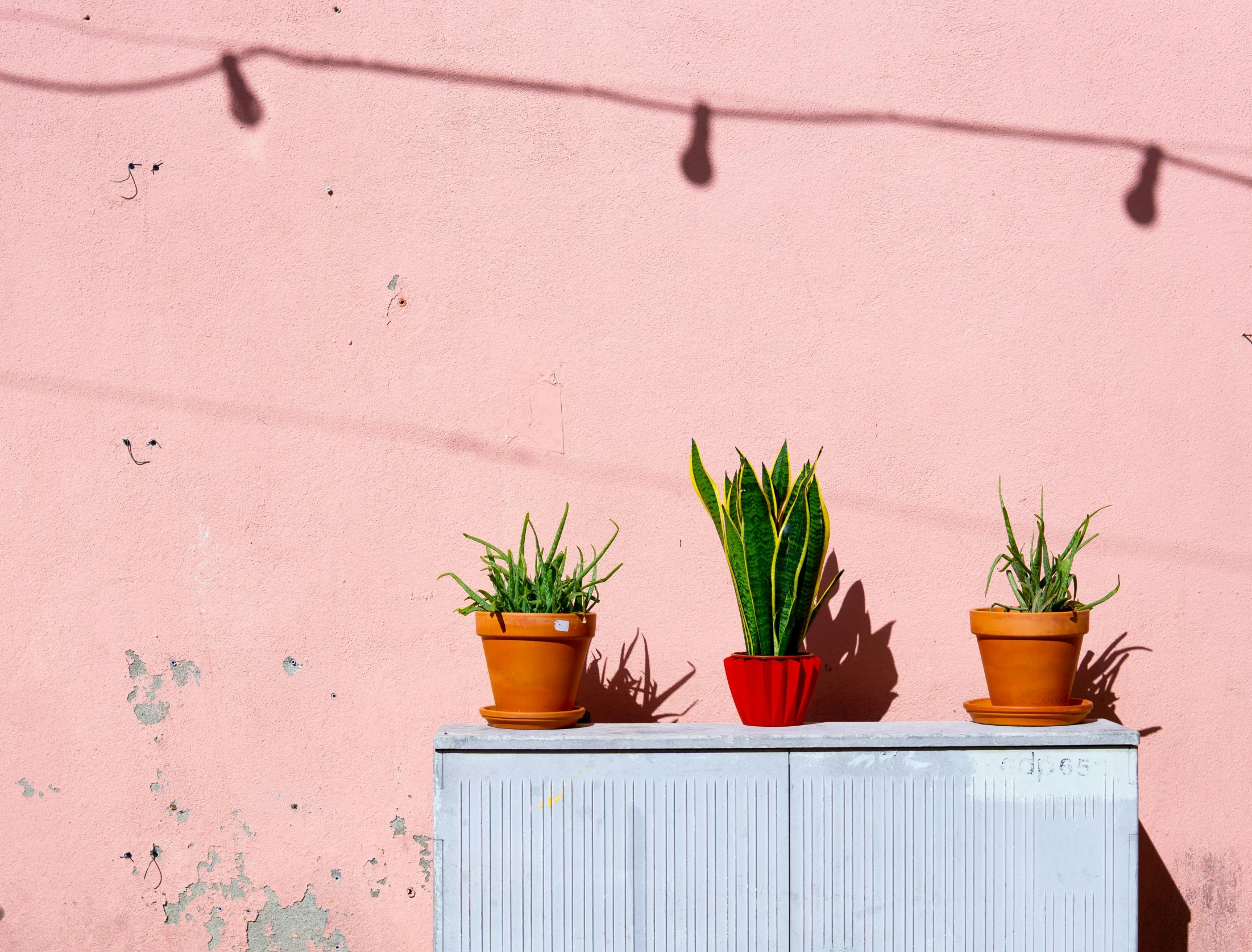 three potted plants sit on top of a cabinet, inspired by Wes Anderson, pexels contest winner, postminimalism, pink concrete, brightly colored buildings, afternoon hangout, gardening