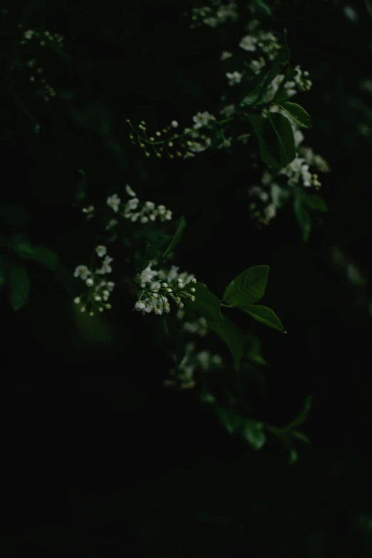 a close up of a plant with white flowers, inspired by Elsa Bleda, unsplash, night in a dark forest, black and green, low quality photo, ansel ]