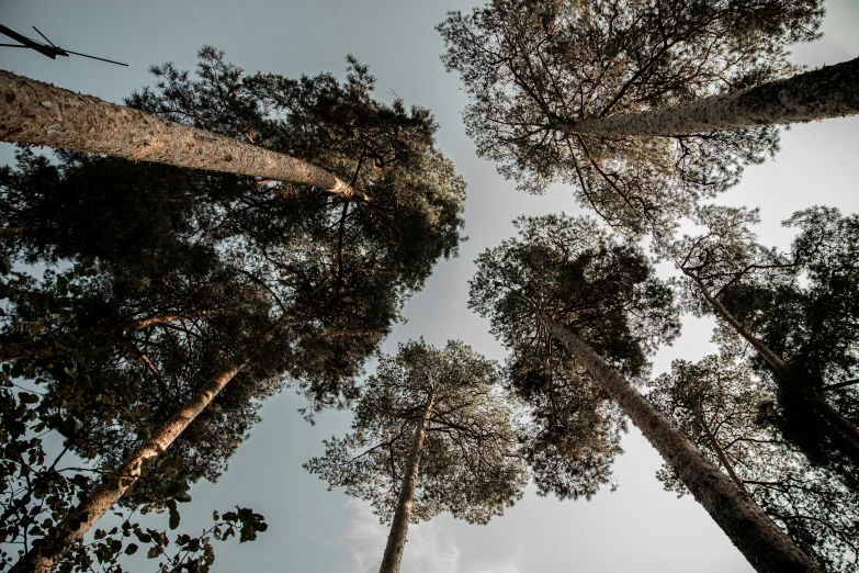 a group of tall trees standing next to each other, unsplash, land art, ((trees))