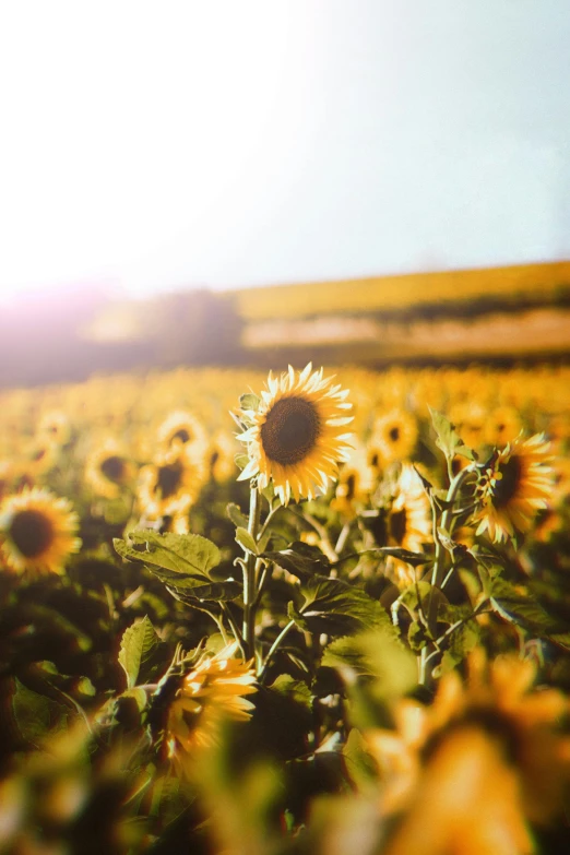 a field of sunflowers on a sunny day, by Niko Henrichon, single, warmly lit, golden hour scene, instagram post