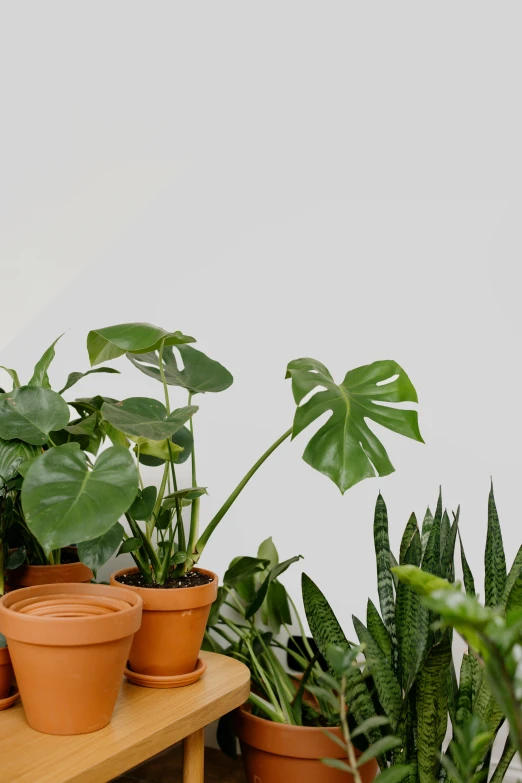 a wooden table topped with lots of potted plants, by Jessie Algie, trending on unsplash, minimalism, big leaf bra, group of seven, tall thin frame, on white background