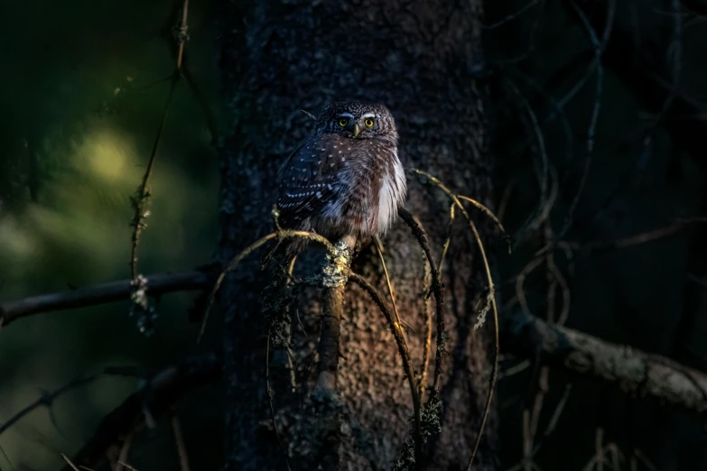 a bird sitting on top of a tree branch, a portrait, unsplash contest winner, hurufiyya, alien owl, morning hard light, hunting, small