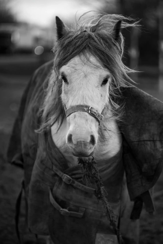 a black and white photo of a horse wearing a blanket, unsplash, photorealism, dressed in a ((ragged)), disheveled, anthropomorphic mare, dressed in a worn