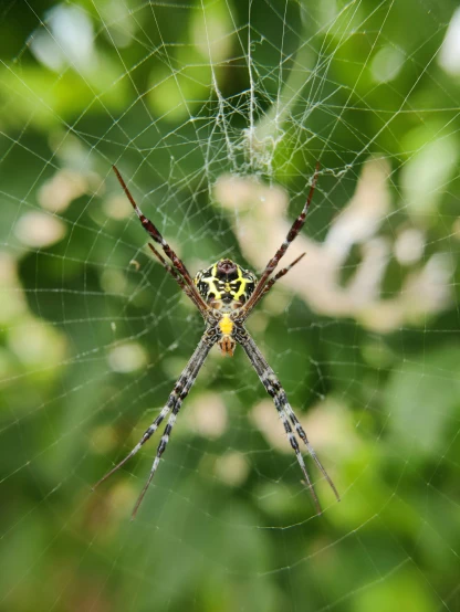 a close up of a spider on a web, pexels contest winner, full body frontal view, avatar image, male and female, no cropping