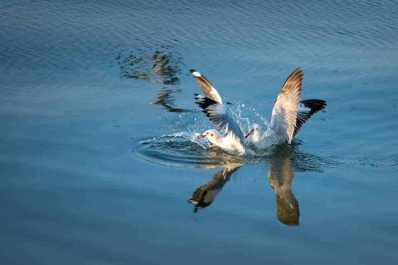 a bird that is swimming in some water, by Jan Tengnagel, pexels contest winner, arabesque, at takeoff, flattened, celebration, high-resolution photo