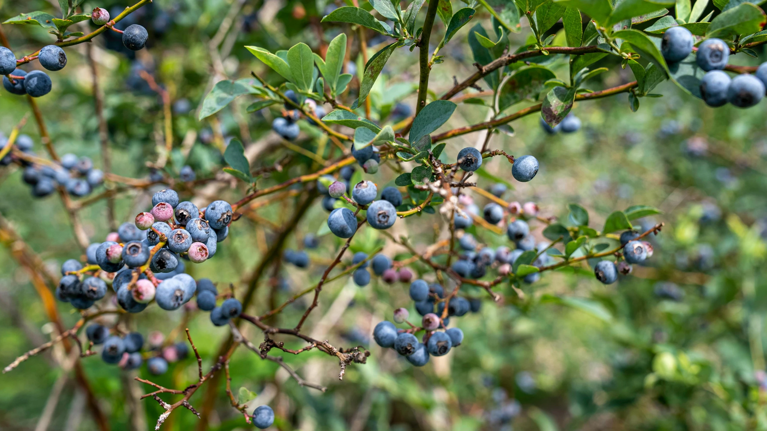 a bush full of blueberries on a sunny day, pexels, hurufiyya, avatar image, angled shot, vine, spike - like branches