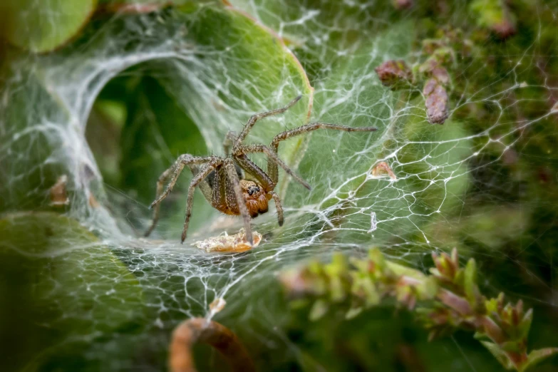 a spider sitting on top of a spider web, a portrait, by John Gibson, shutterstock contest winner, entangled foliage, grey, canvas, ready to eat