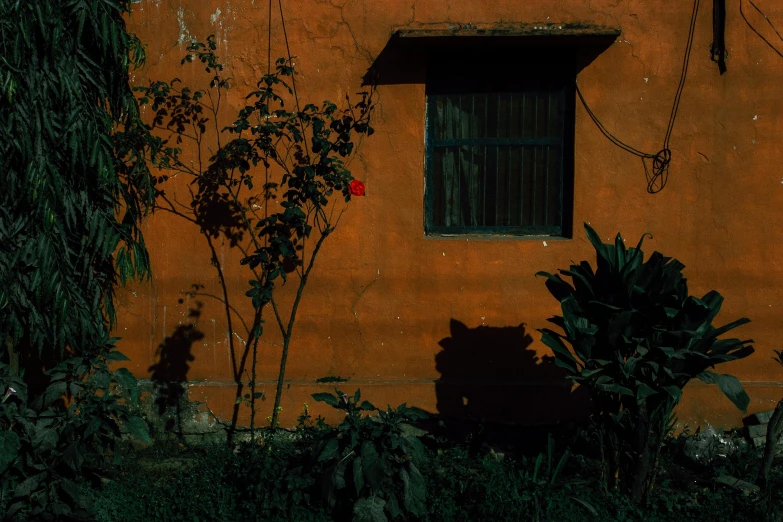 a fire hydrant sitting in front of a building, an album cover, inspired by Elsa Bleda, bengal school of art, orange plants, shadowy and dark, nepali architecture buildings, 3 5 mm slide
