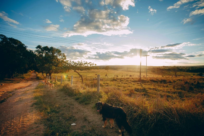 a dog standing on the side of a dirt road, by Jessie Algie, unsplash, grassy plains, late afternoon lighting, wide view of a farm, people walking in the distance