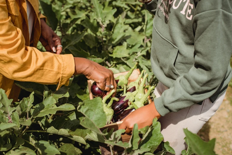 a couple of people standing next to each other in a field, unsplash, process art, eggplant, inspect in inventory image, gardening, thumbnail