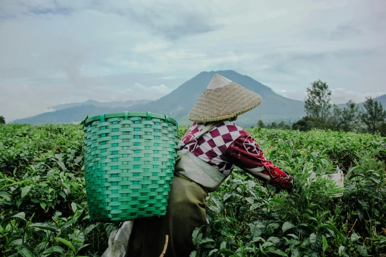 a woman picking tea leaves in a field, unsplash contest winner, sumatraism, avatar image, medium format, coloured photo, background image