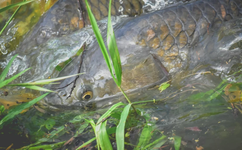 a close up of a fish in a body of water, near pond