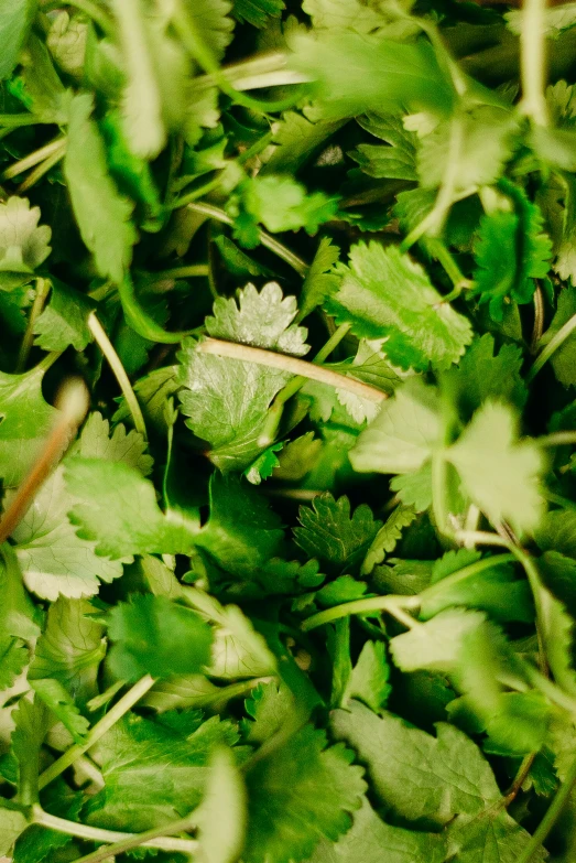 a close up of a bunch of green leaves, reddit, hurufiyya, mexico, very crispy, premium quality, mix