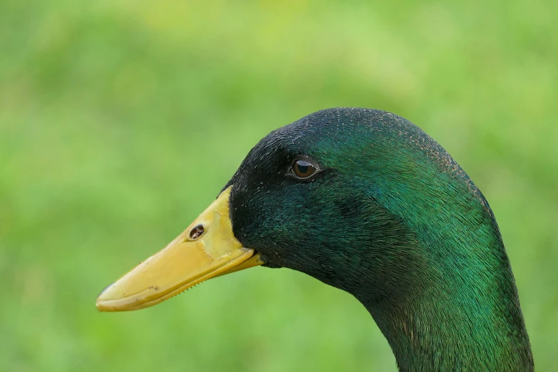 a close up of a duck's head with green grass in the background, an album cover, pexels contest winner, long thick shiny gold beak, emerald coloured eyes, side profile view, clean shaven