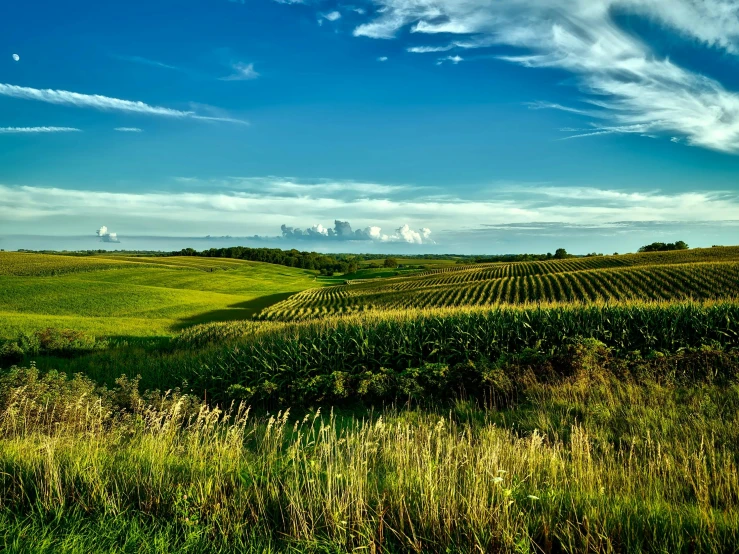 a field filled with lots of green grass, inspired by Phil Koch, pexels contest winner, land art, wine, iowa, blue sky, hillside