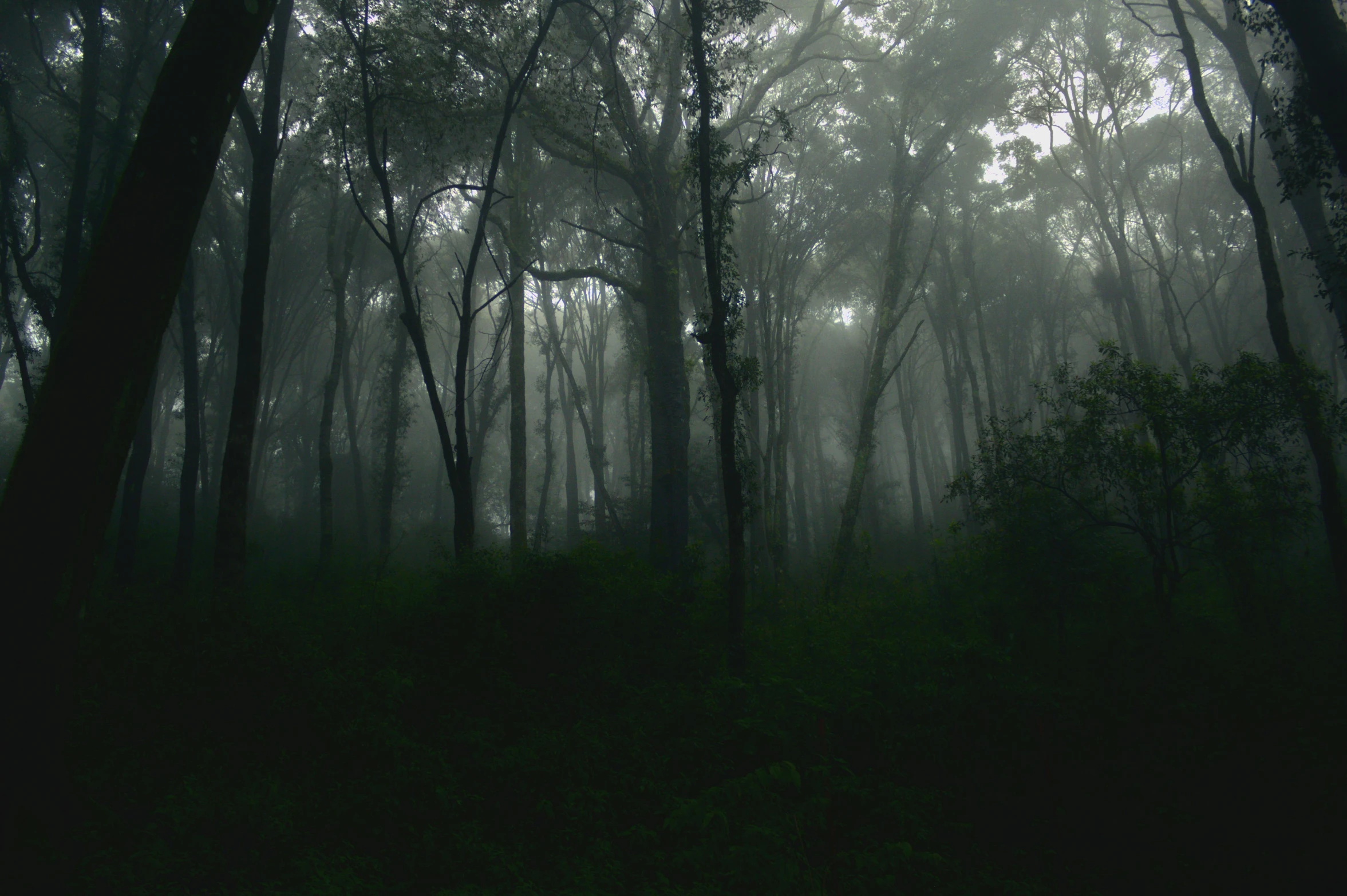 a foggy forest filled with lots of trees, an album cover, inspired by Elsa Bleda, pexels contest winner, australian tonalism, southern gothic, green mist, dark, unsaturated and dark atmosphere