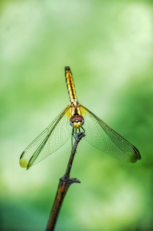 a dragonfly sitting on top of a twig, pexels contest winner, green and yellow, portrait of small, avatar image, full frame image