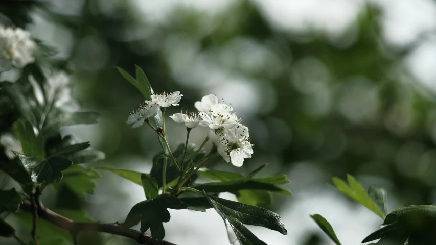 a close up of a white flower on a tree, inspired by Jane Nasmyth, unsplash, 4 k hd wallpapear, patchy flowers, green foliage, background image